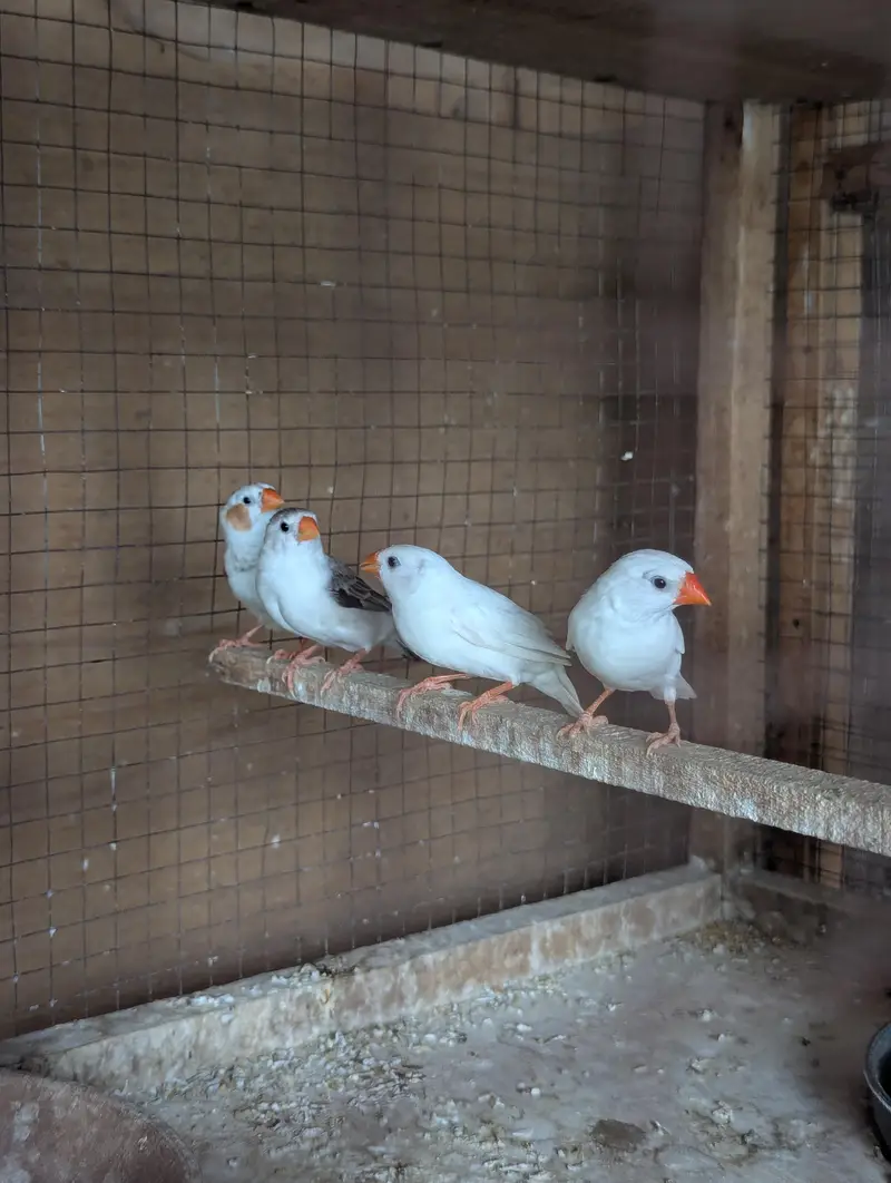 Finches Breeder pairs for sale — photo 7