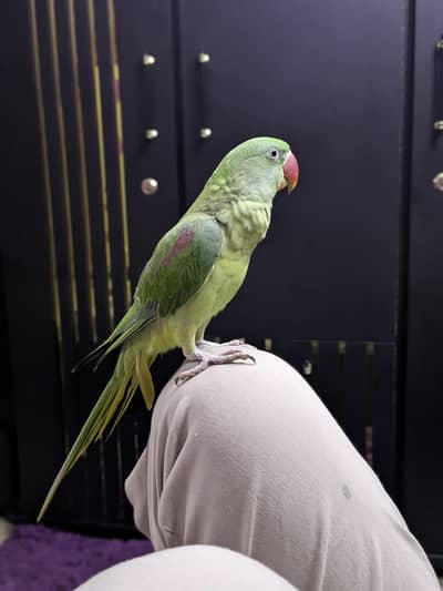 Beautiful big size Kashmiri Pahari parrot