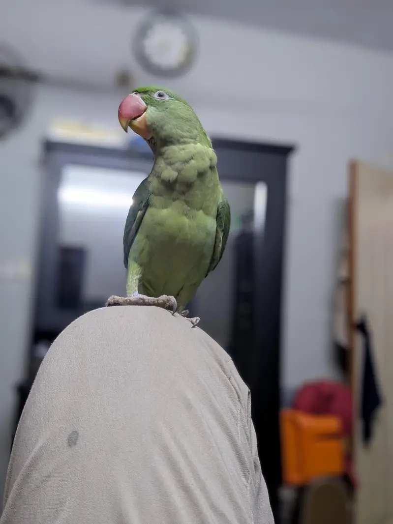 Beautiful big size Kashmiri Pahari parrot — photo 2