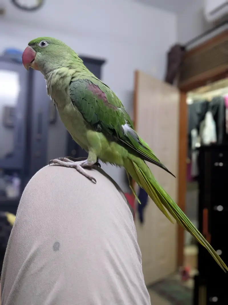 Beautiful big size Kashmiri Pahari parrot — photo 3