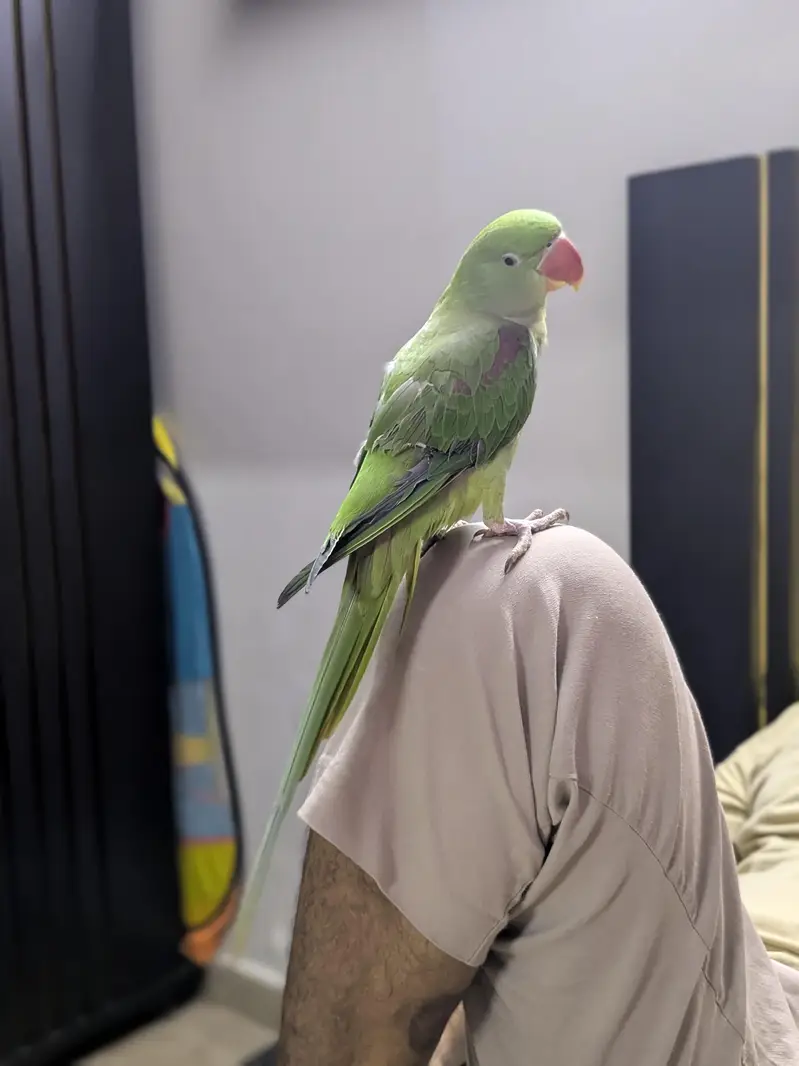 Beautiful big size Kashmiri Pahari parrot — photo 4