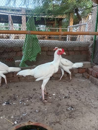 white aseel mianwali for sale
