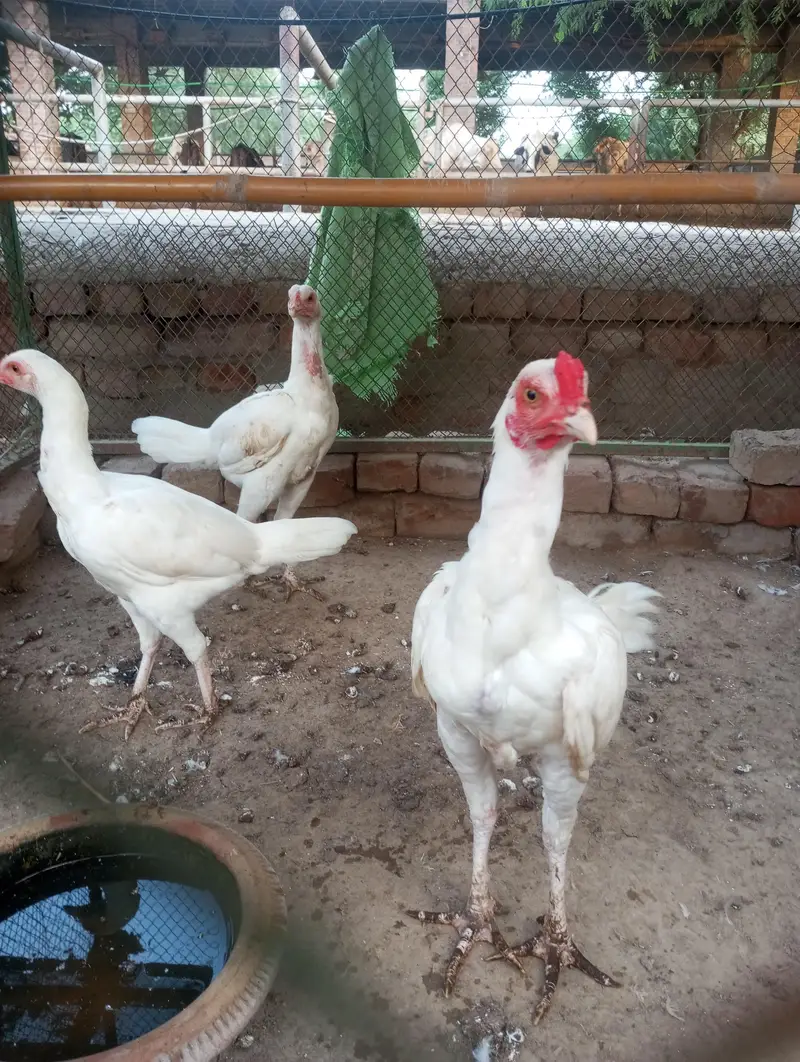 white aseel mianwali for sale — photo 2