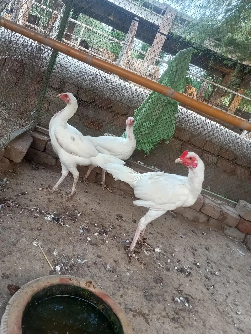 white aseel mianwali for sale — photo 3