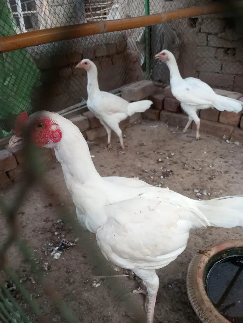 white aseel mianwali for sale — photo 4