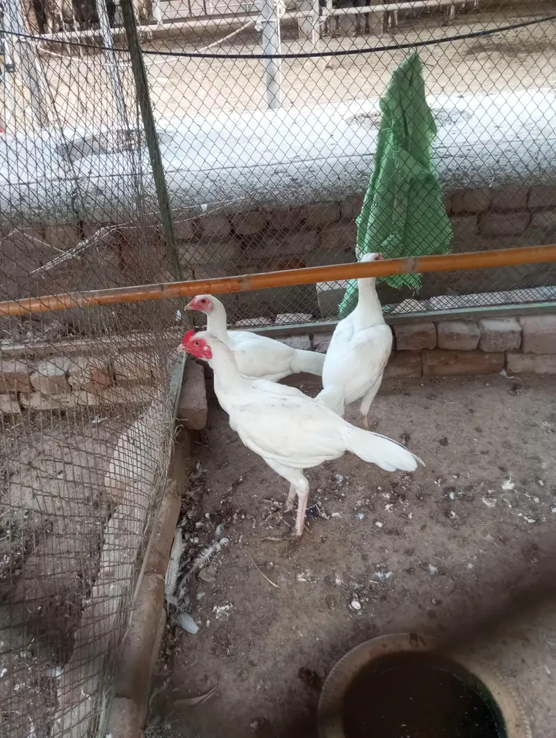white aseel mianwali for sale — photo 5