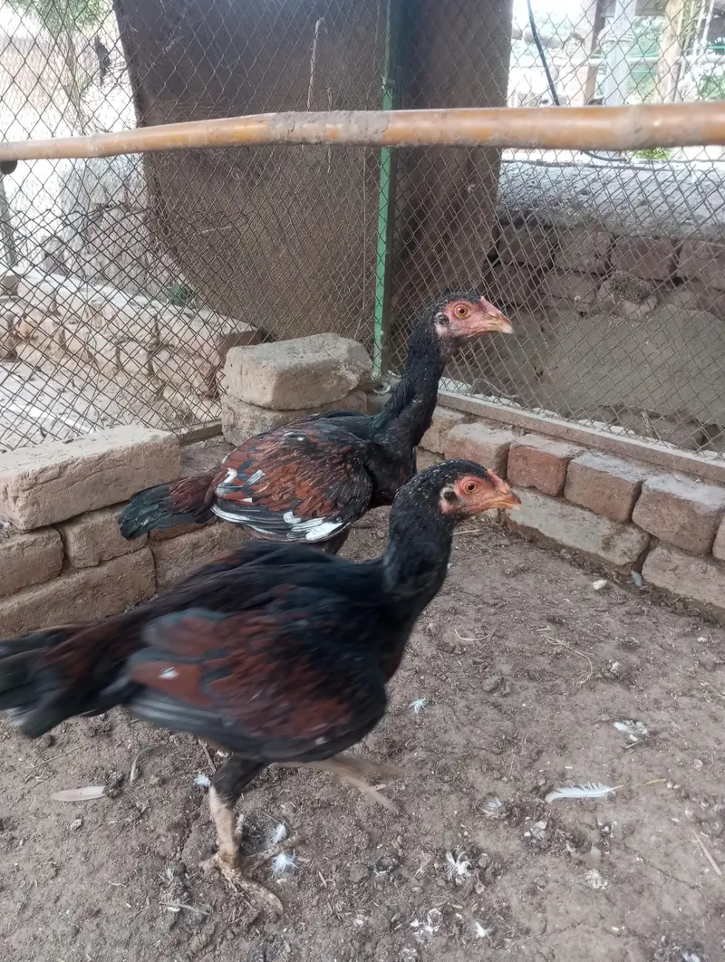 white aseel mianwali for sale — photo 6