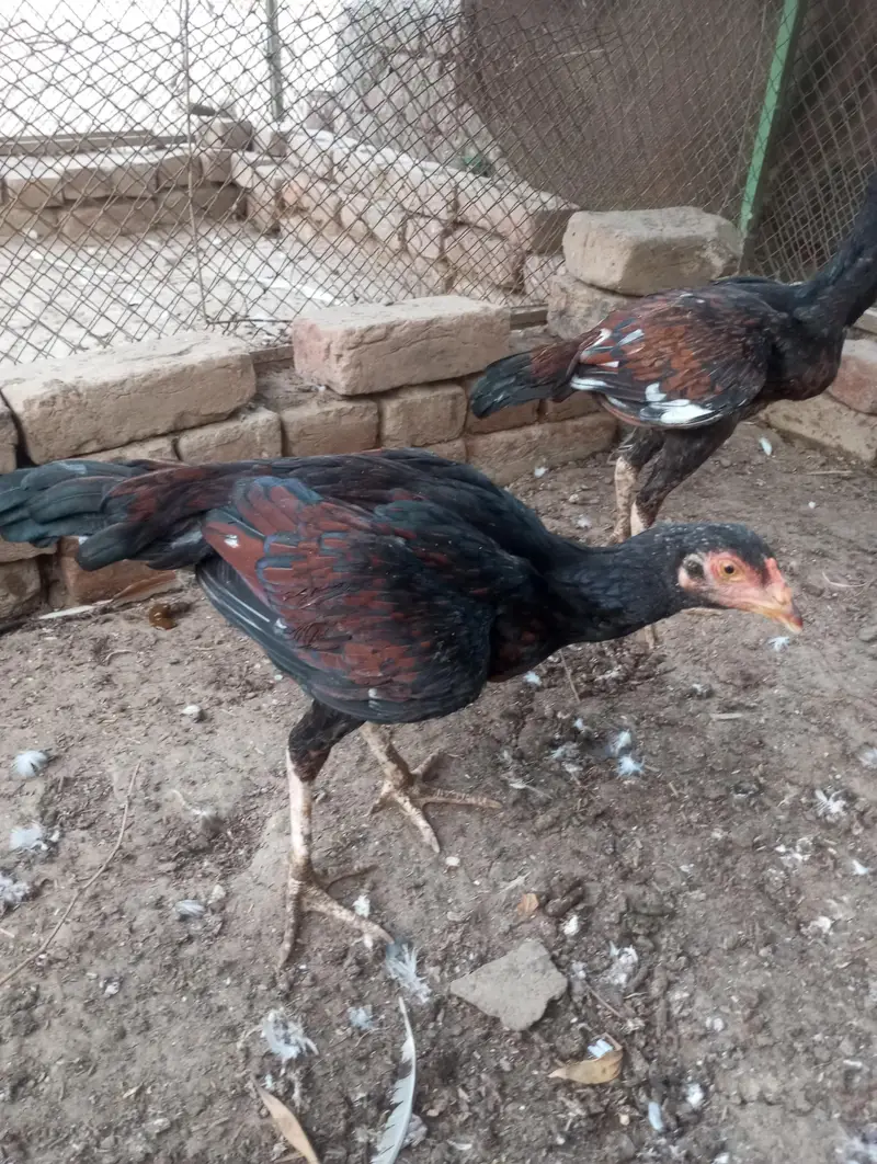 white aseel mianwali for sale — photo 7