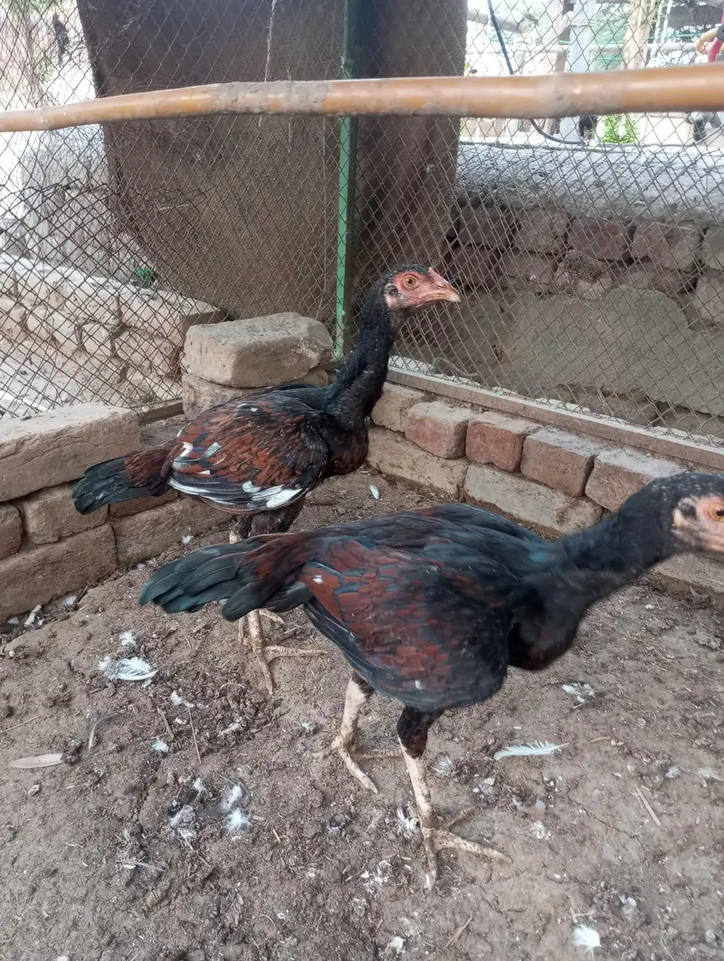 white aseel mianwali for sale — photo 8