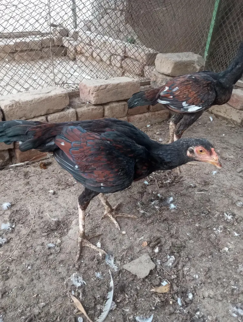 white aseel mianwali for sale — photo 9