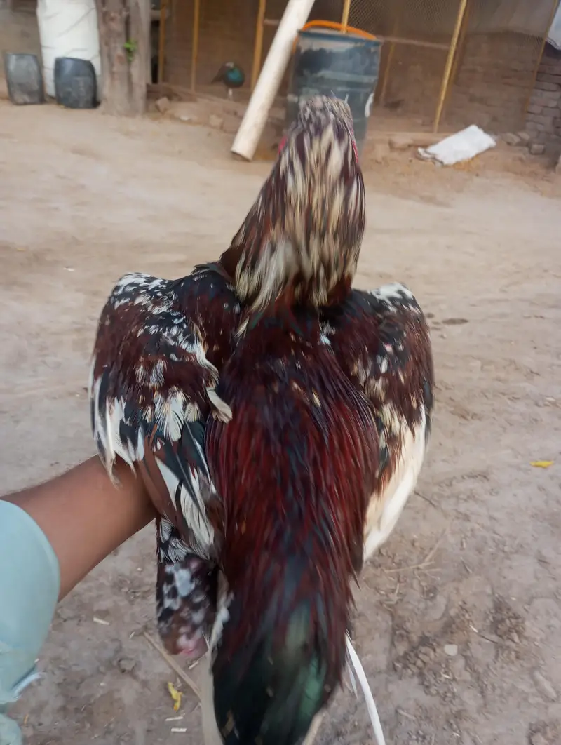 white aseel mianwali for sale — photo 10
