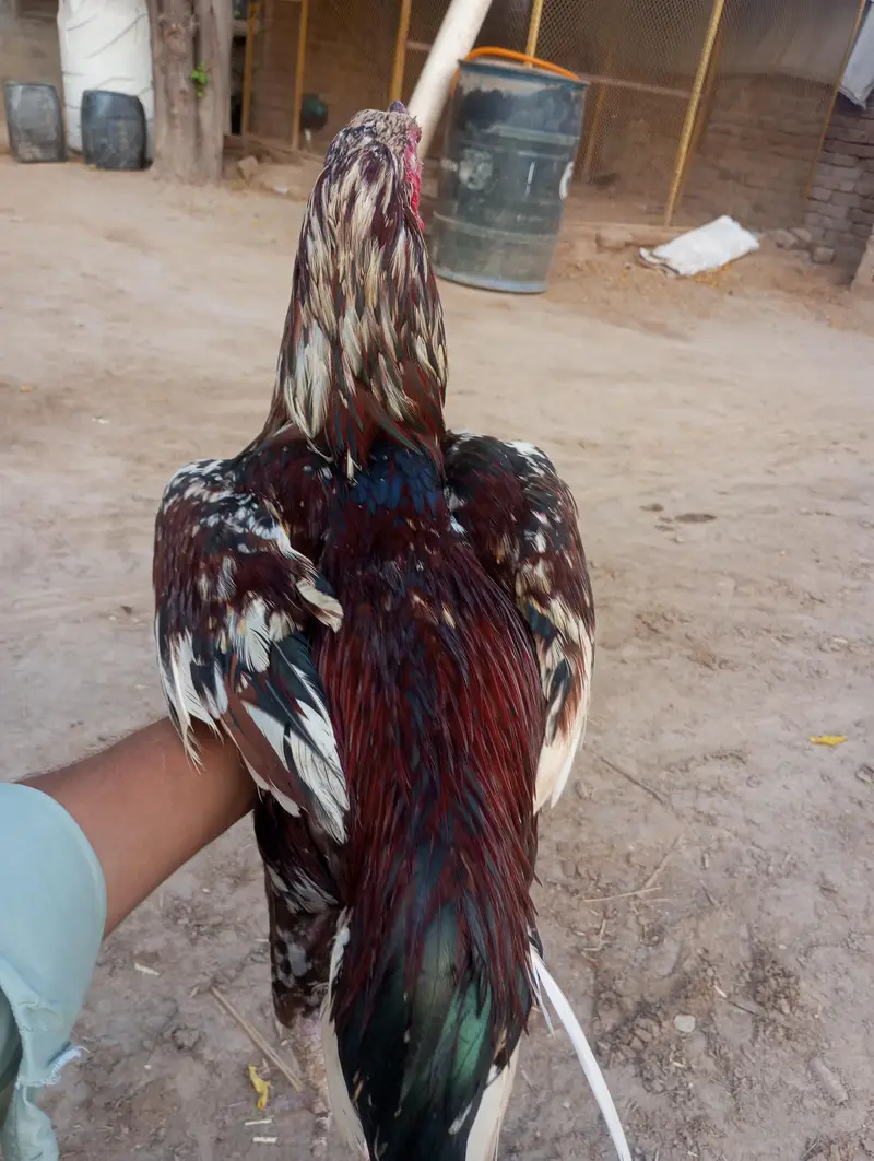 white aseel mianwali for sale — photo 11