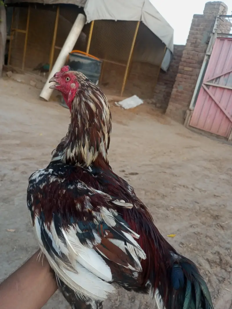 white aseel mianwali for sale — photo 12