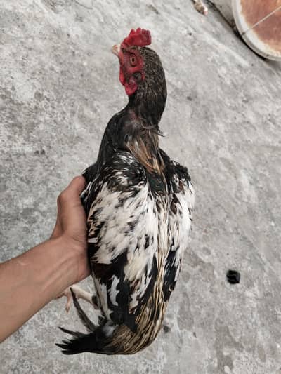 Aseel murgha for sale in Rawalpindi