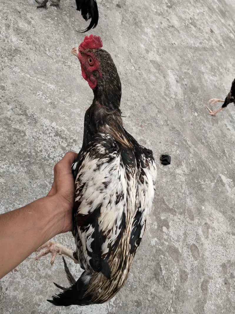 Aseel murgha for sale in Rawalpindi — photo 3