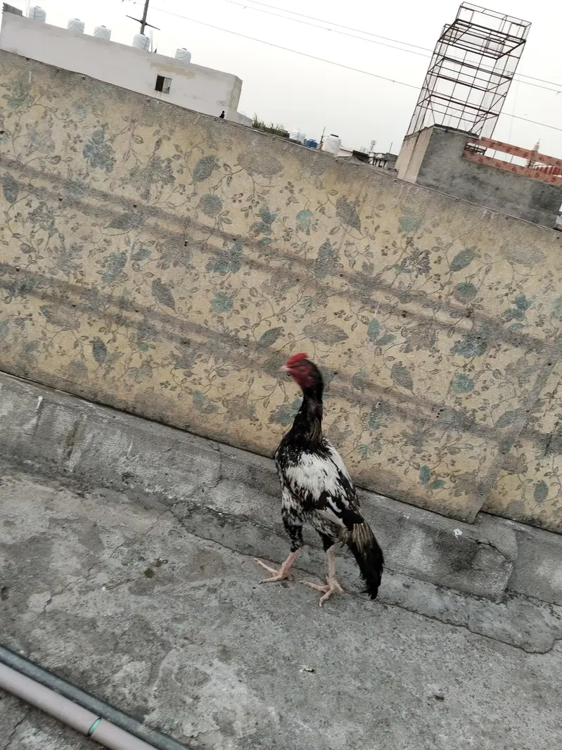 Aseel murgha for sale in Rawalpindi — photo 4