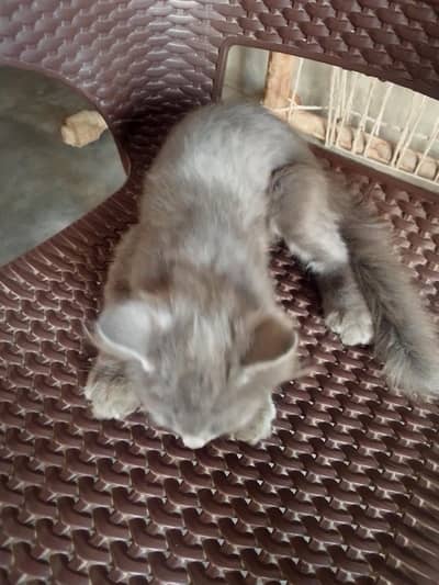 Grey quality Persia cat for sale