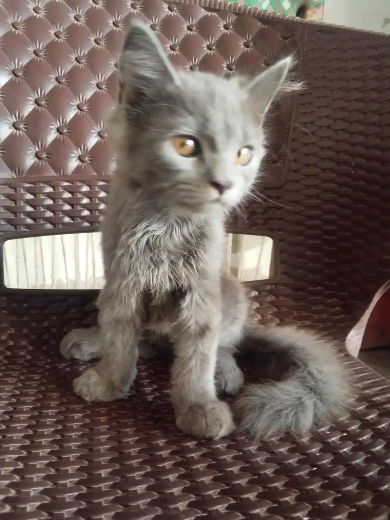 Grey quality Persia cat for sale — photo 2