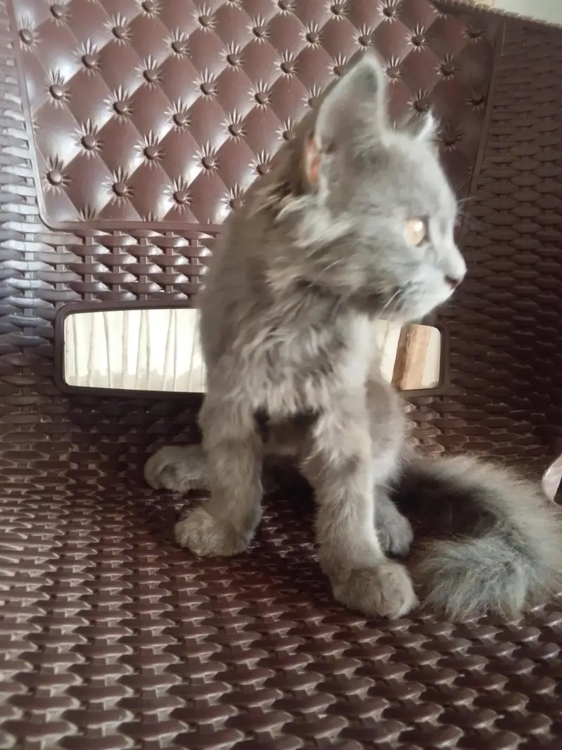 Grey quality Persia cat for sale — photo 3