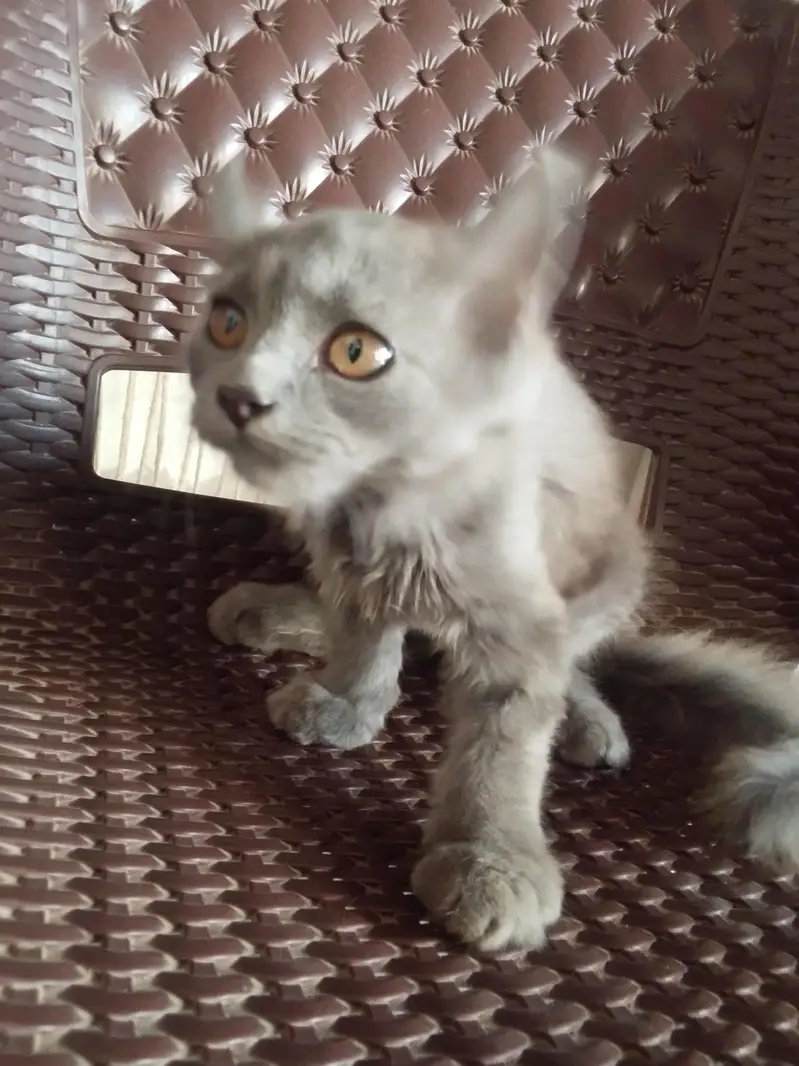 Grey quality Persia cat for sale — photo 4
