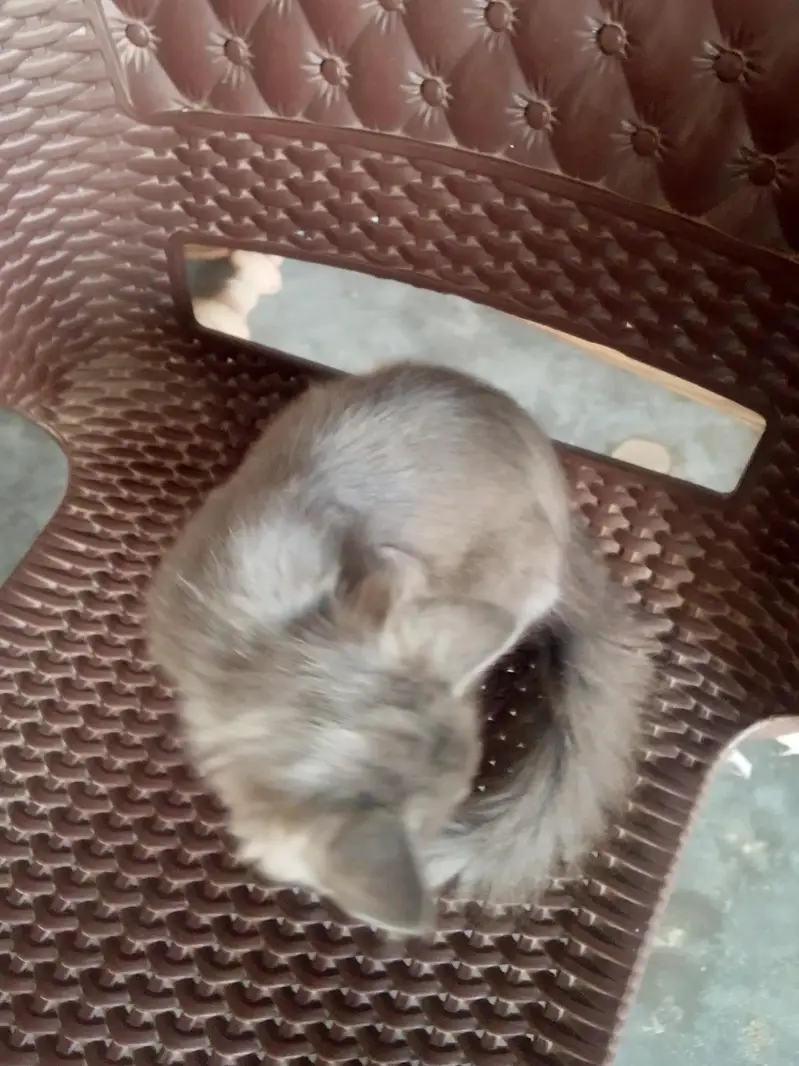 Grey quality Persia cat for sale — photo 5