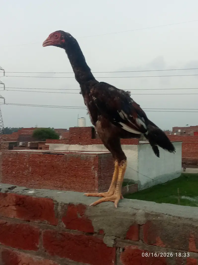 miawali aseel for sale — photo 2