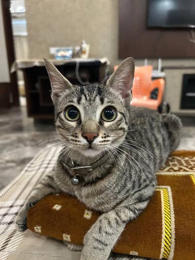 Mackeral Tabby for Adoption