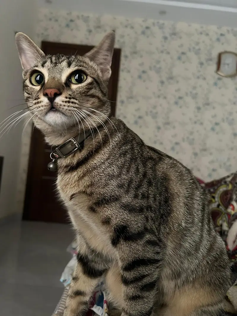 Mackeral Tabby for Adoption — photo 2
