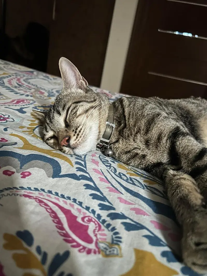 Mackeral Tabby for Adoption — photo 3