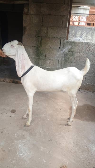 goat for sale