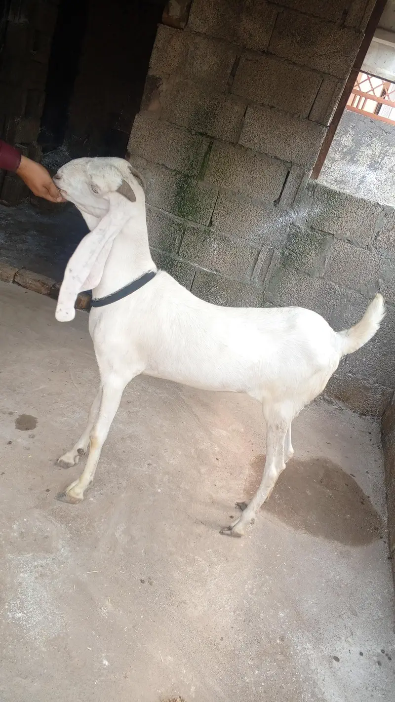 goat for sale — photo 2