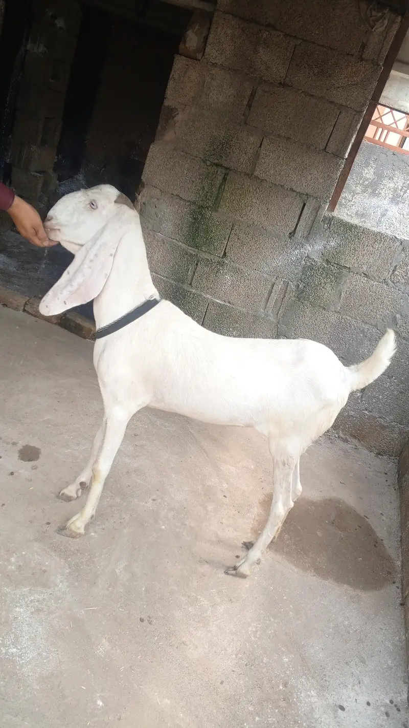 goat for sale — photo 3