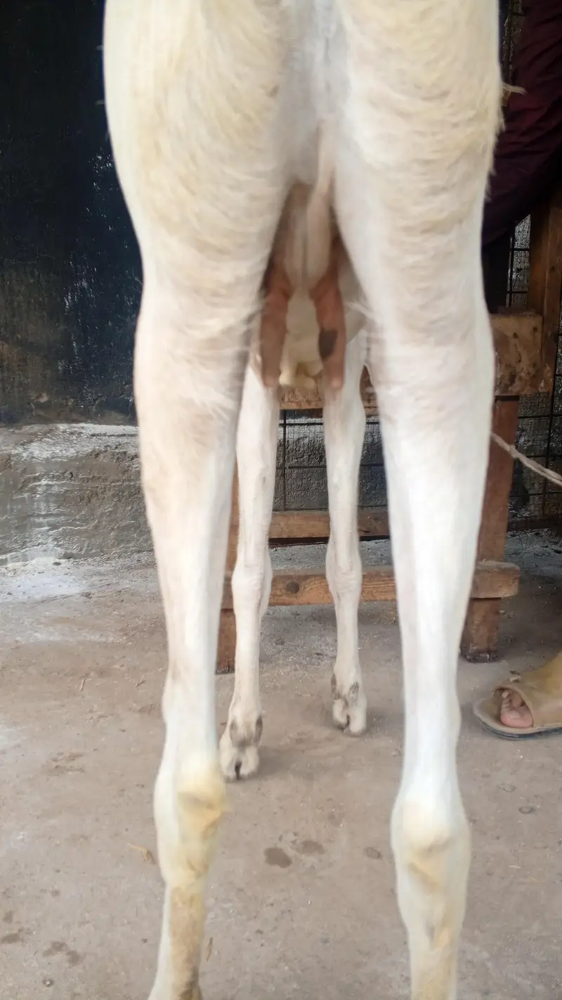 goat for sale — photo 4
