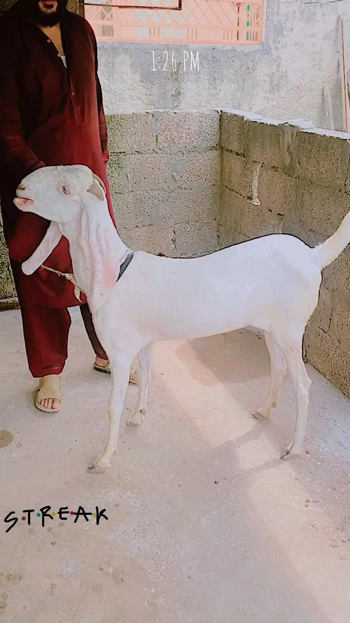 goat for sale — photo 5