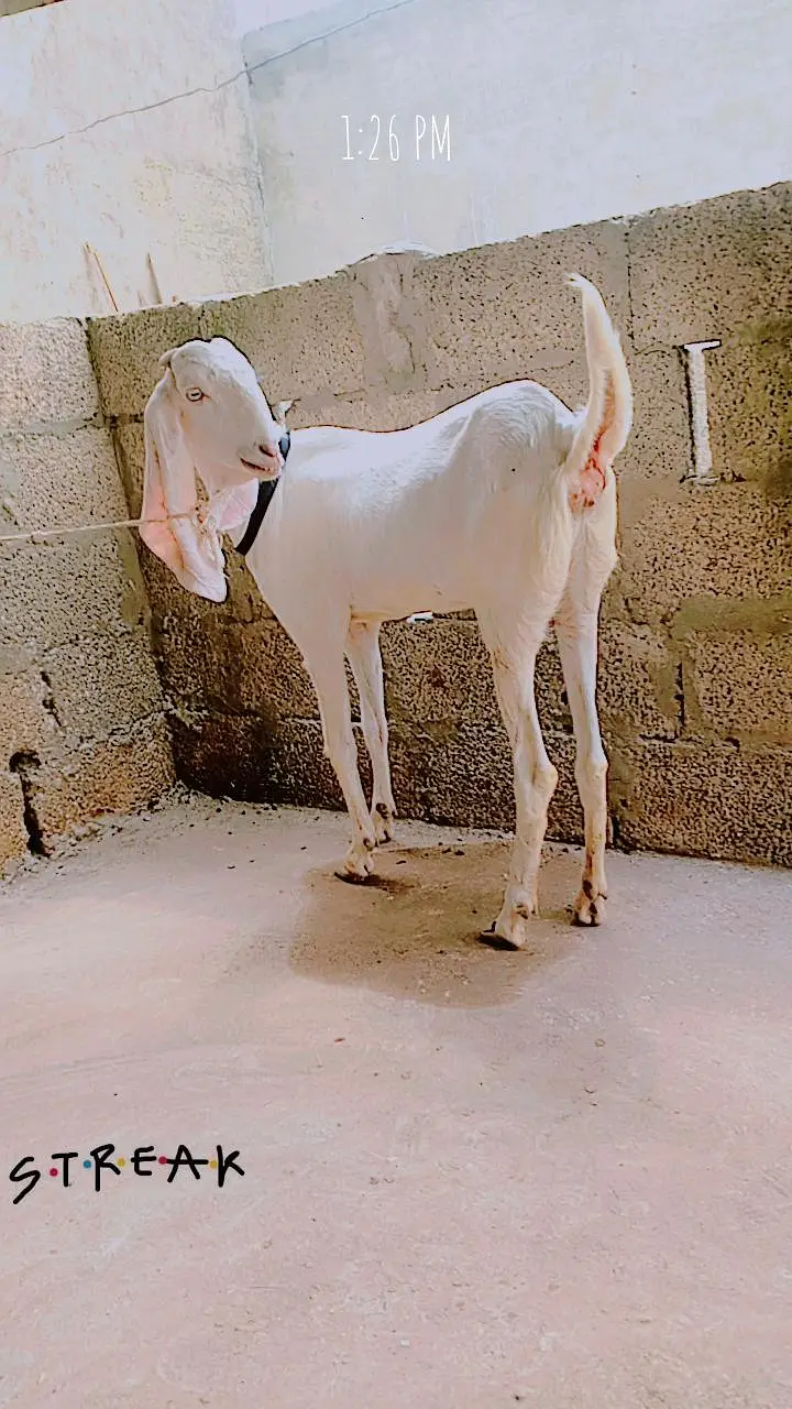 goat for sale — photo 6
