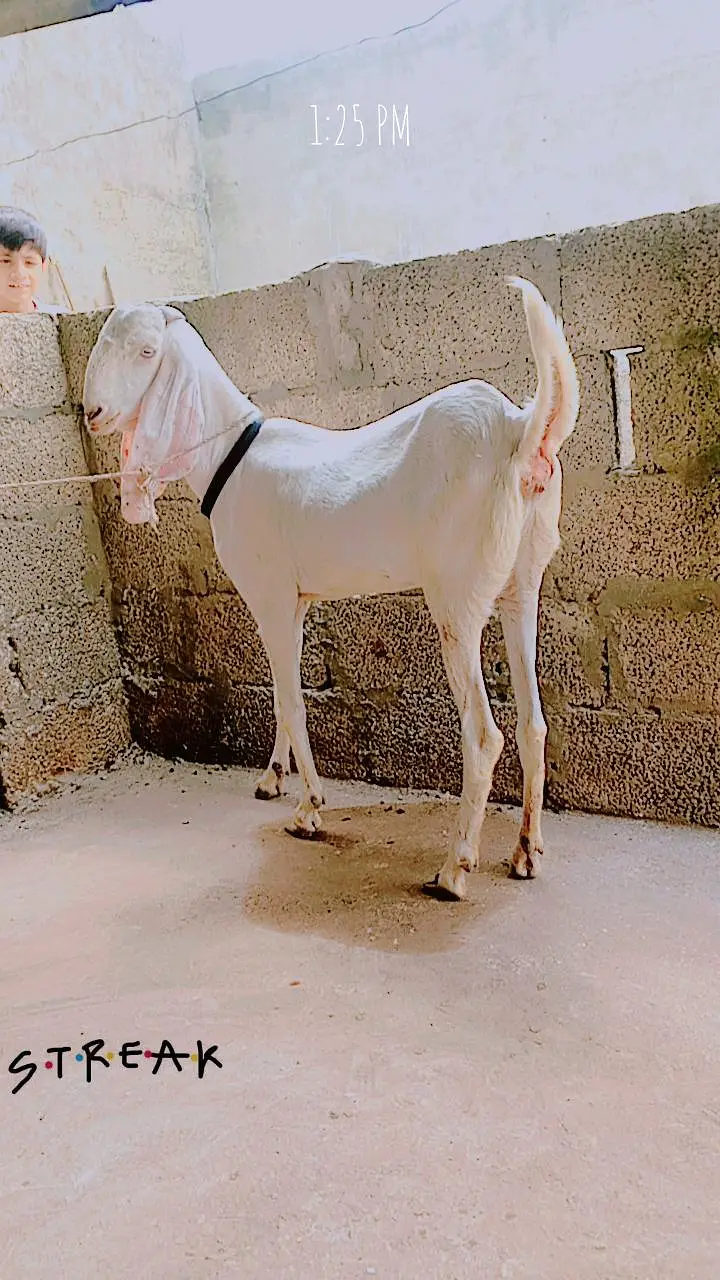 goat for sale — photo 7