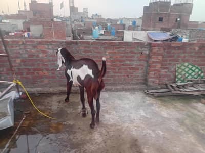 ik Bakri or ik Bakra