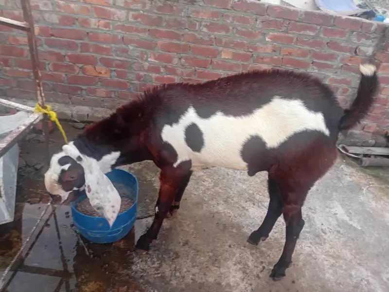 ik Bakri or ik Bakra — photo 2