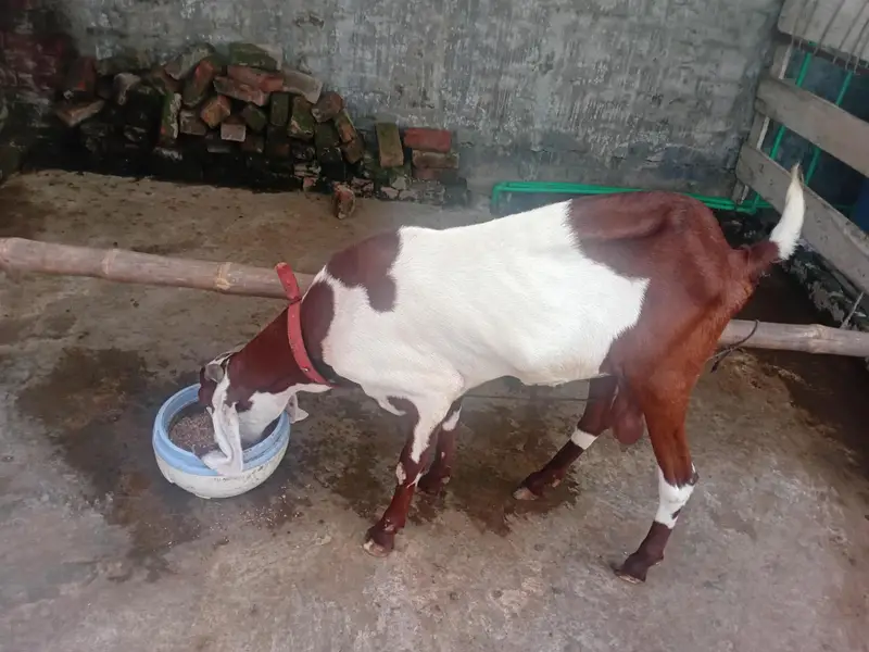 ik Bakri or ik Bakra — photo 3