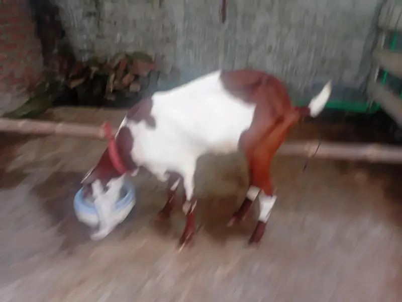 ik Bakri or ik Bakra — photo 4