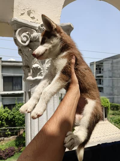 Blue Eyes Siberian Husky puppy - female