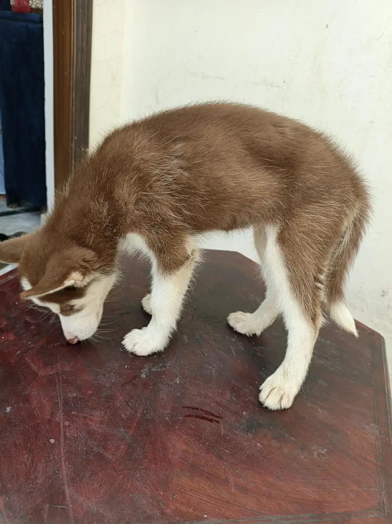 Blue Eyes Siberian Husky puppy - female — photo 4