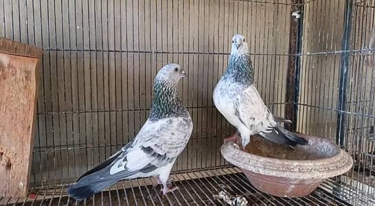 Kabootar For Sale