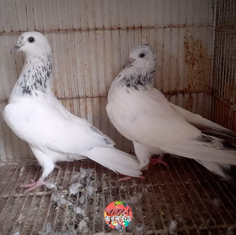 Kabootar For Sale — photo 2