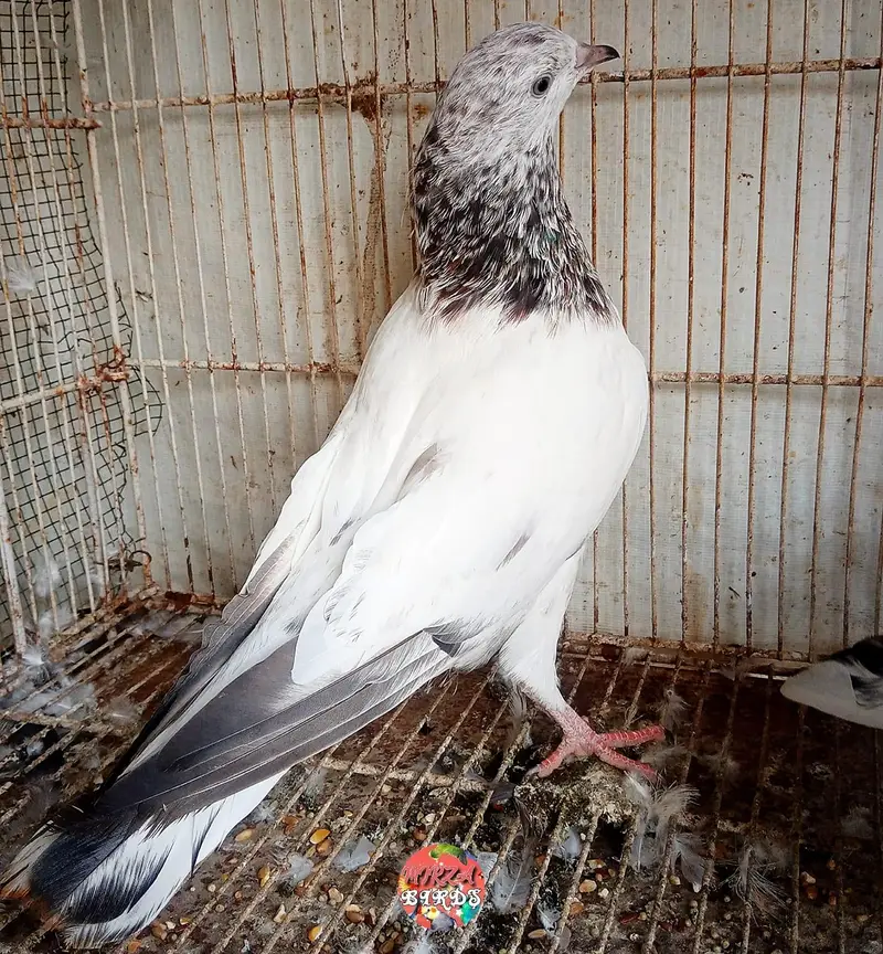 Kabootar For Sale — photo 3