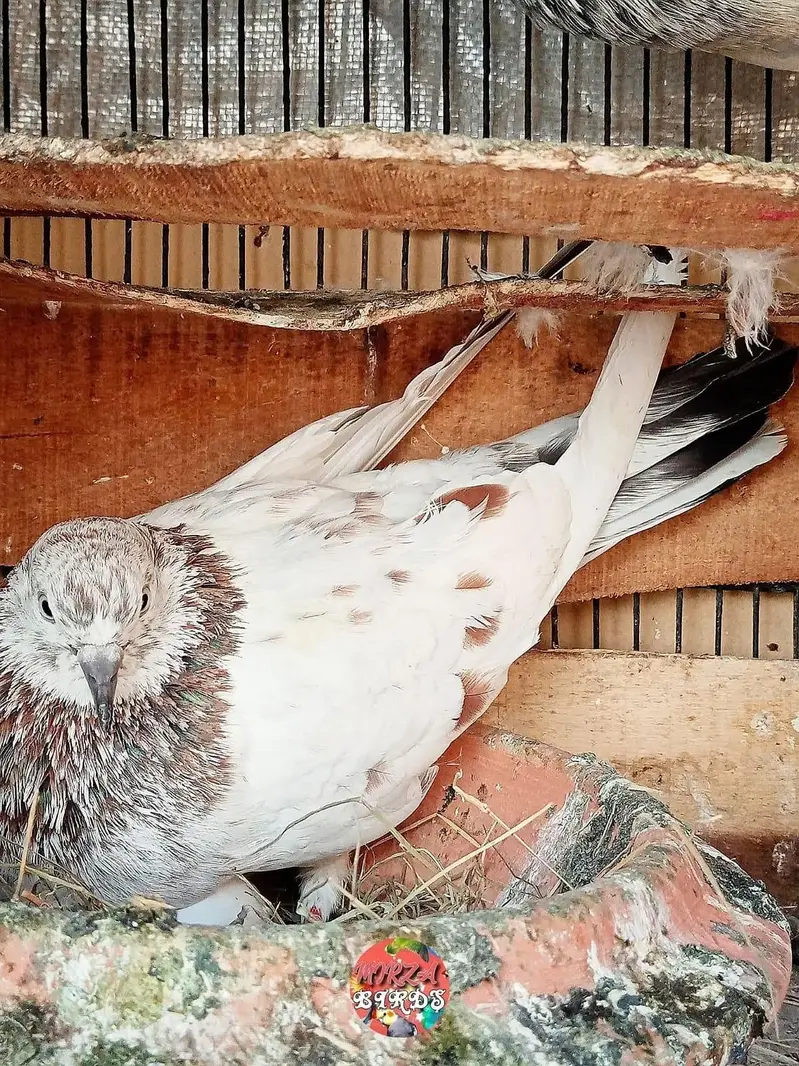 Kabootar For Sale — photo 5