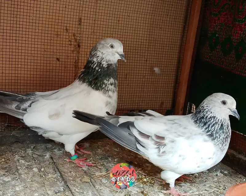 Kabootar For Sale — photo 6