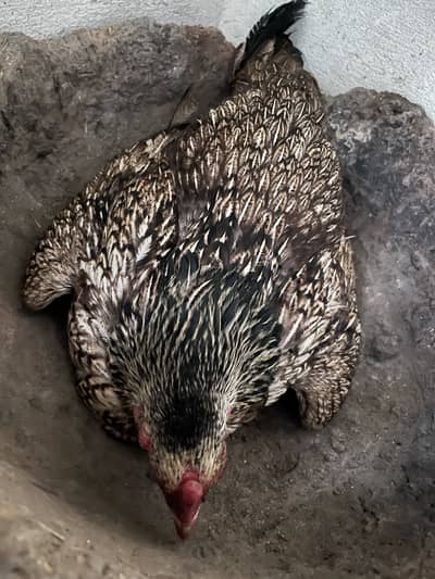 Kurak Aseel  Mianwali
