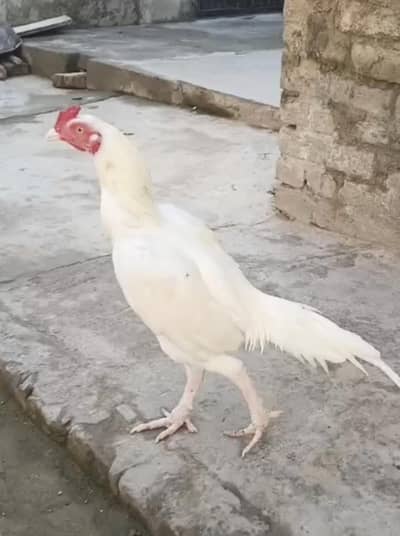 Aseel Heera Patha bilkul bnd gand jor han churas Nali ma hai