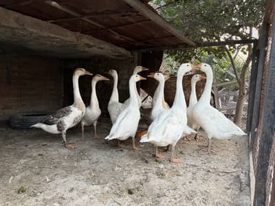 Big duck